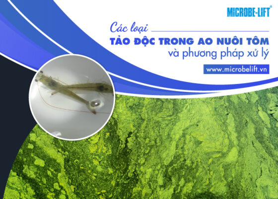 các loại tảo ao nuôi tôm