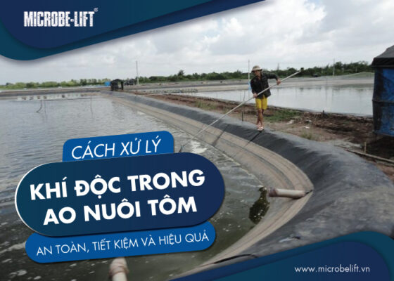 Những cách xử lý khí độc trong ao nuôi tôm hiệu quả nhất