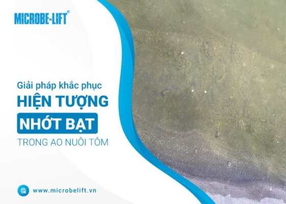 nhớt bạt ao nuôi tôm