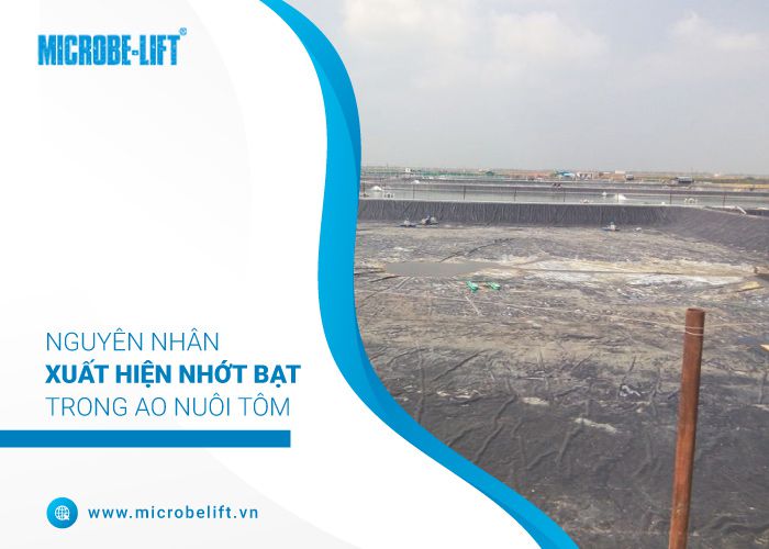 nhớt bạt ao nuôi tôm