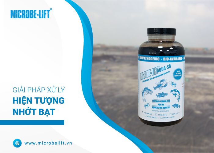 nhớt bạt ao nuôi tôm