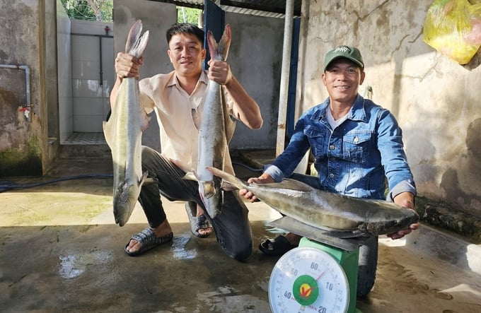 Nghề nuôi biển có thu nhập mỗi năm lãi hàng trăm triệu đồng. Ảnh: T. Phùng.