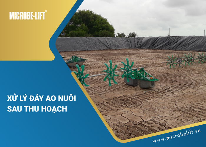 xử lý nước ao nuôi tôm sau thu hoạch