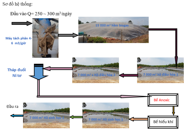 Xử lý hầm Biogas tại trang trại chăn nuôi heo An Phú-Bình Phước