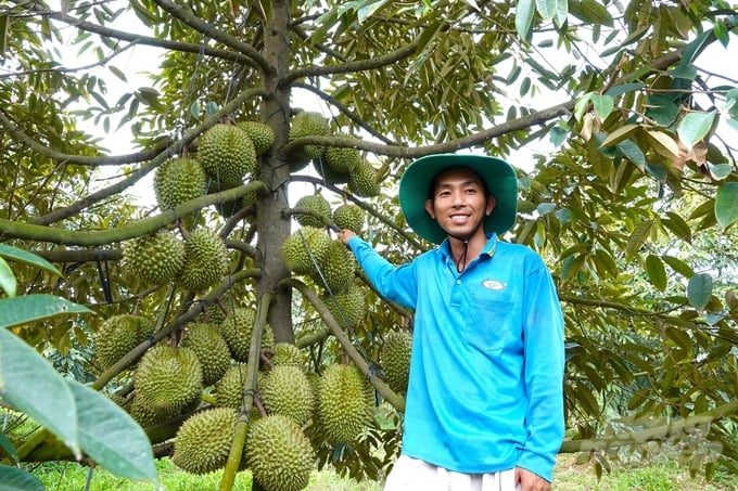 Trồng sầu riêng nghịch vụ, kiếm tiền tỷ mỗi năm