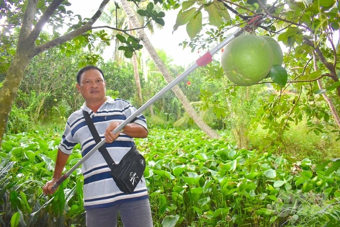 Xuất khẩu bưởi thuận lợi nhờ công nghệ bảo quản mới